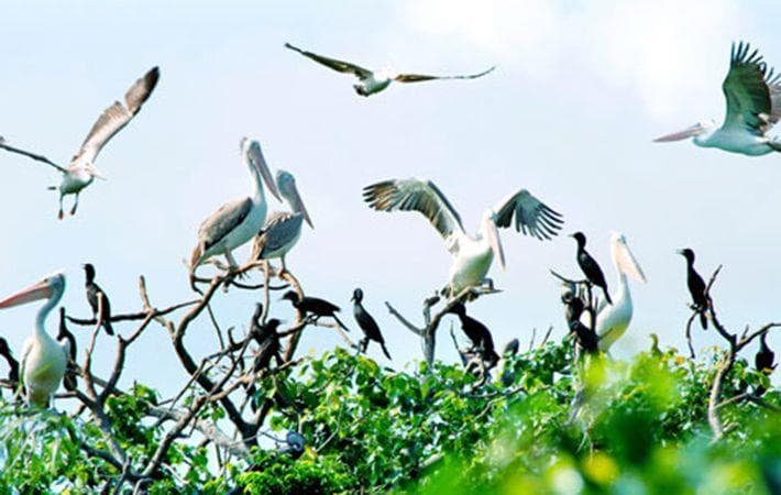 Vé máy bay Sài Gòn đi Cà Mau giá rẻ