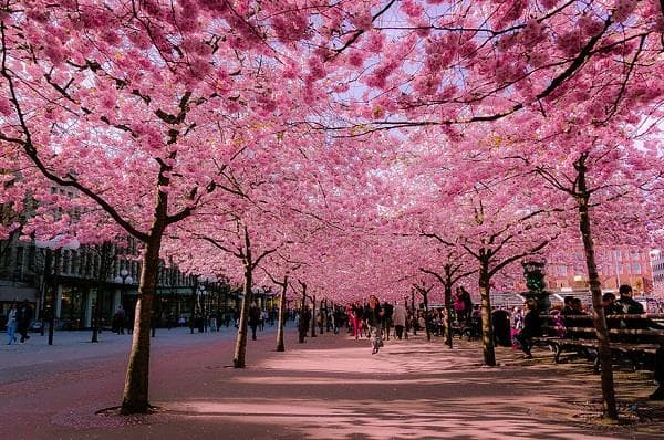 Mùa xuân này, bạn có hẹn tại xứ sở Phù Tang!