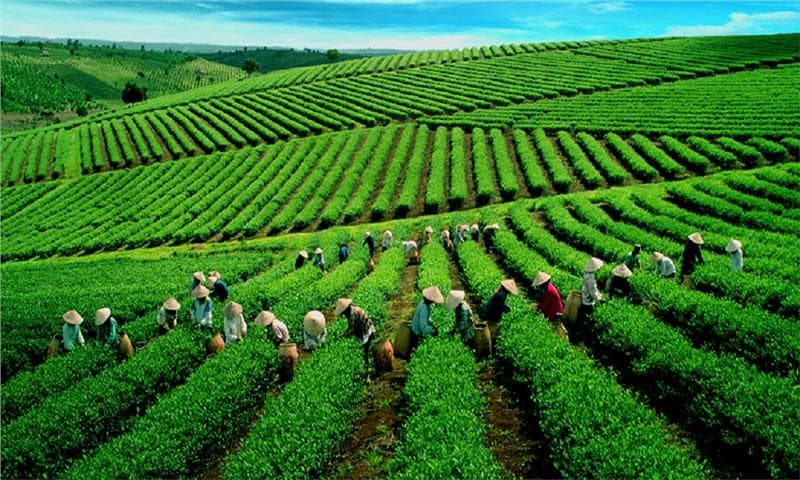 Vé máy bay đi Buôn Mê Thuột giá rẻ