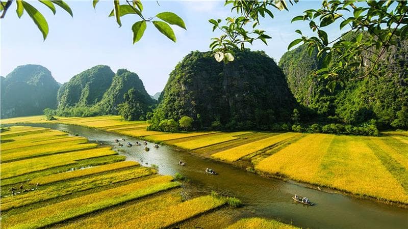 Mê mẩn Ninh Bình mùa lúa chín