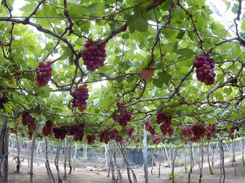 Kinh nghiệm tham quan vườn nho tại Ninh Thuận