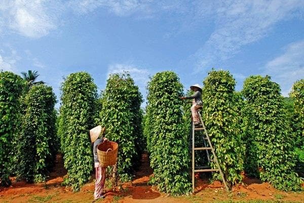 Vé máy bay Đà Lạt đi Phú Quốc giá rẻ