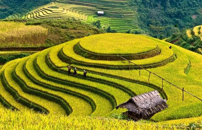 Ngỡ ngàng vẻ đẹp của Sapa mùa lúa chín