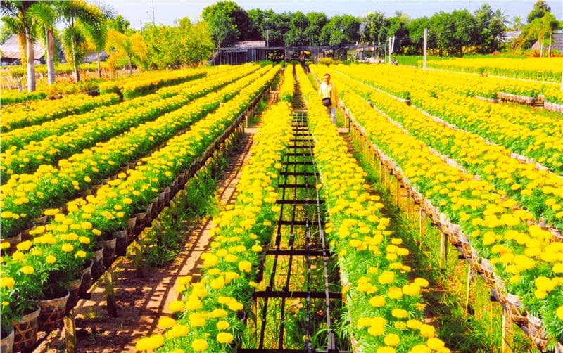 Vé máy bay Hà Nội đi Cần Thơ giá rẻ