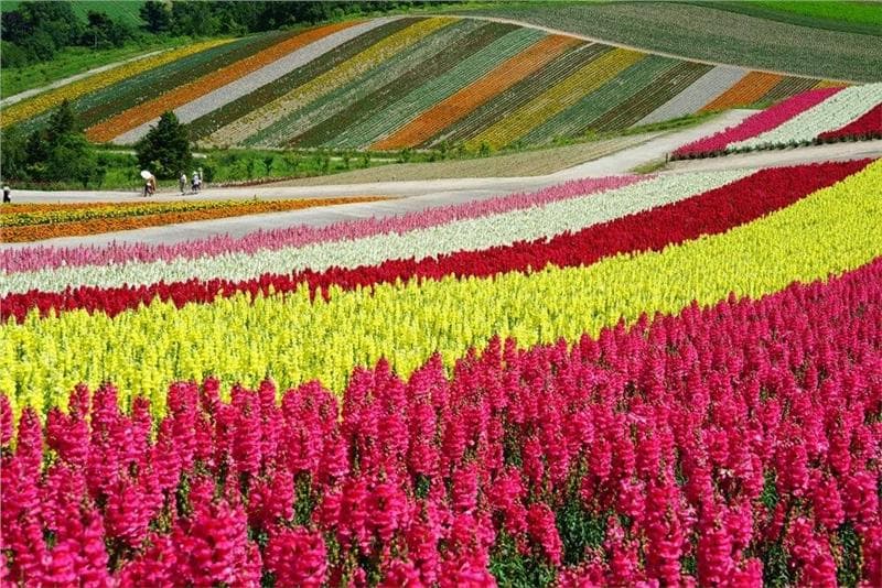 Vé máy bay đi Hokkaido giá rẻ