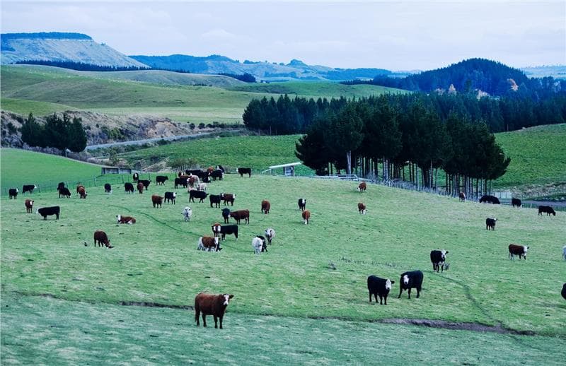 Vé máy bay Hà Nội đi New Zealand giá rẻ
